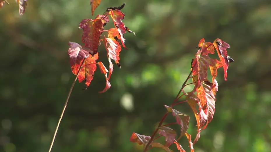 Видео к фильму My Brother's Wife 3: The Woman Downstairs | 형님아내3(아랫집 부인)뮤직비디오