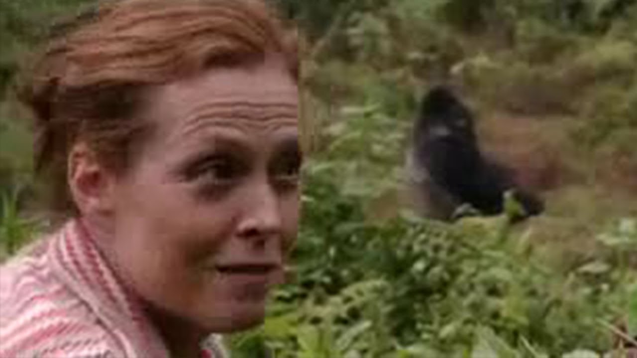 Видео к фильму Гориллы в тумане | Sigourney Weaver Reunites with the Gorillas from 'Gorillas in the Mist'