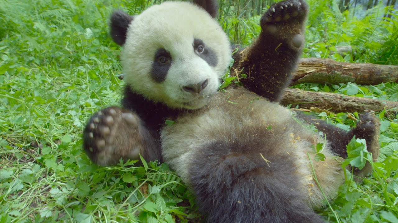 Видео к фильму Земля: Один потрясающий день | Земля: Один потрясающий день - Трейлер