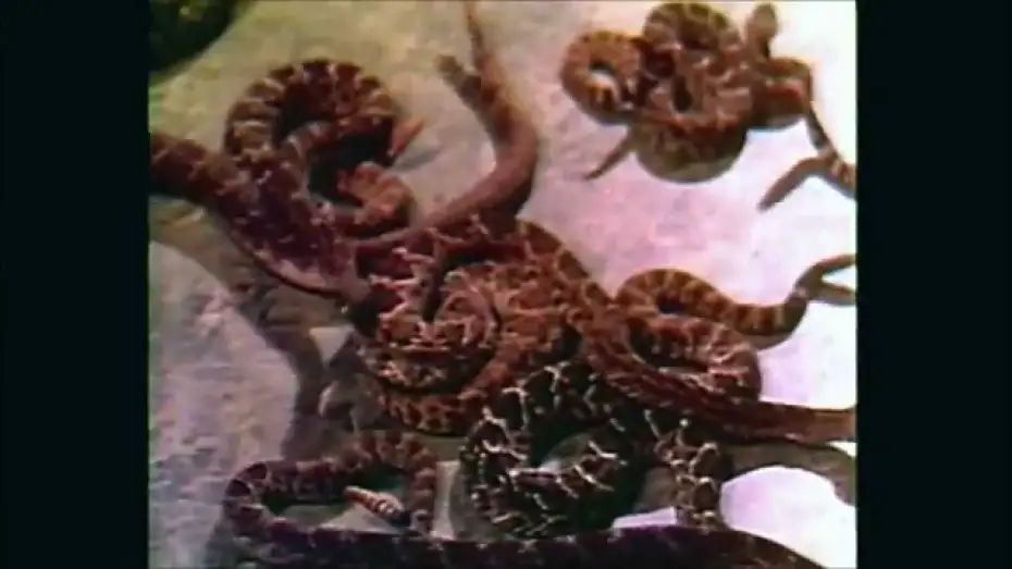 Видео к фильму Rattlers | Rattlers (1976) - Trailer