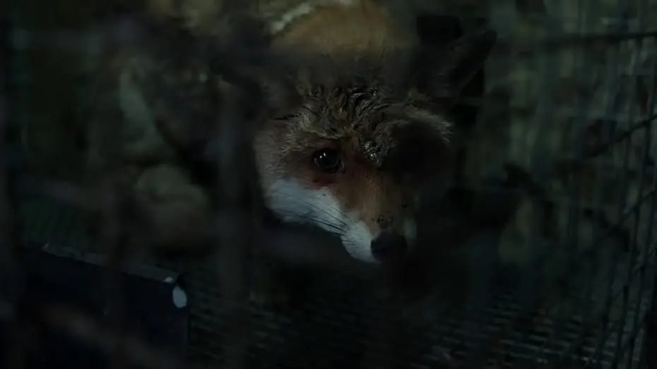 Видео к фильму След зверя | SPOOR (POKOT) - trailer EN