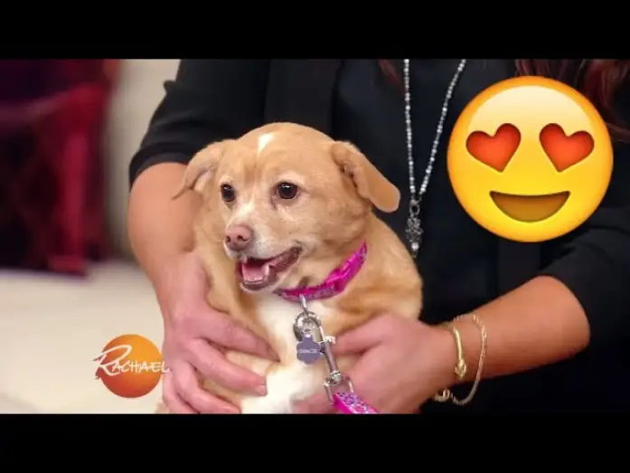 Видео к сериалу Рэйчел Рэй — You HAVE to See This Adorable Pup Makeover! | Rachael Ray Show