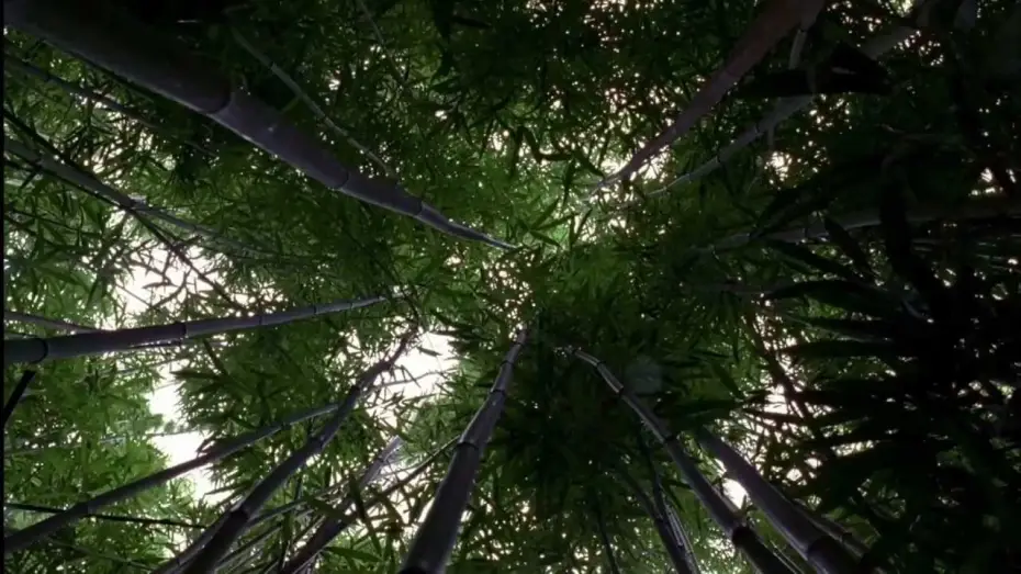 Видео к сериалу Остаться в живых — LOST: Opening Scene 1x01 - Bamboo Forest