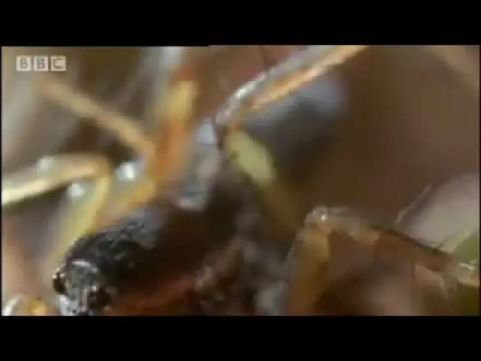 Видео к сериалу Жизнь в микромире — Amazing miniature world - Sir David Attenborough's Life in the Undergrowth - BBC wildlife