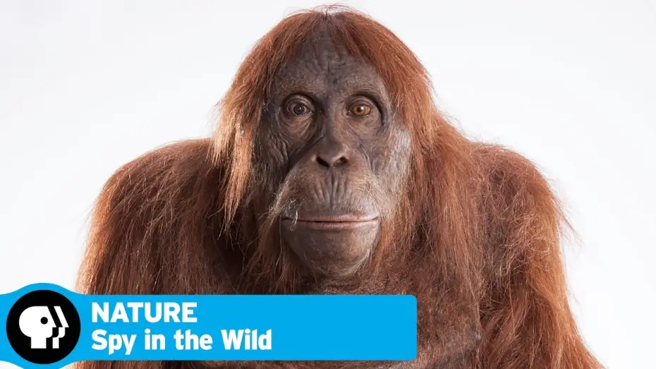 Видео к сериалу Природа — SPY IN THE WILD on NATURE | Official Trailer | PBS