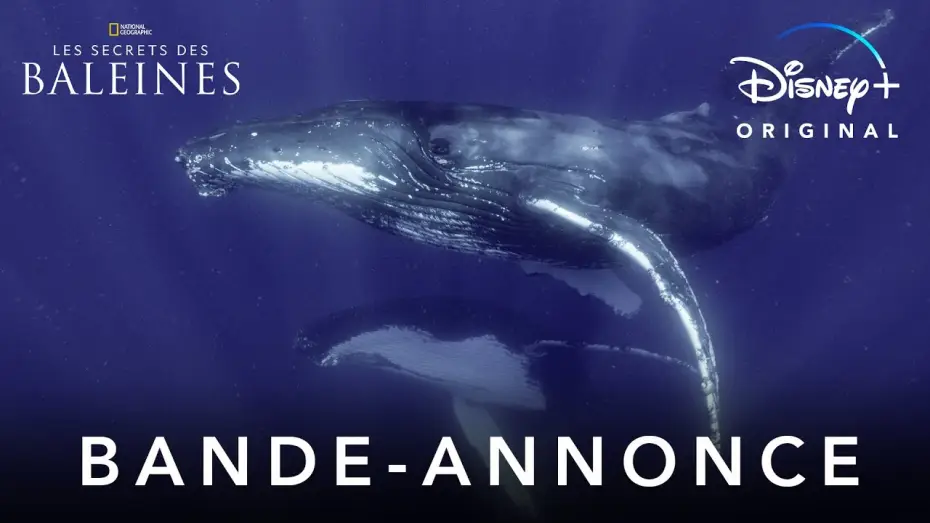 Видео к сериалу Секреты китов — Les Secrets des Baleines - Bande Annonce [VF]