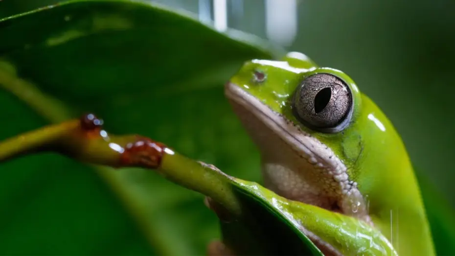 Видео к сериалу BBC. Идеальная планета — A Perfect Planet: Extended Trailer | New David Attenborough Series | BBC Earth