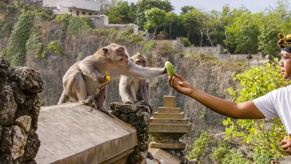 Видео к сериалу Планета Земля III — The Bartering Monkeys of Bali | Planet Earth III