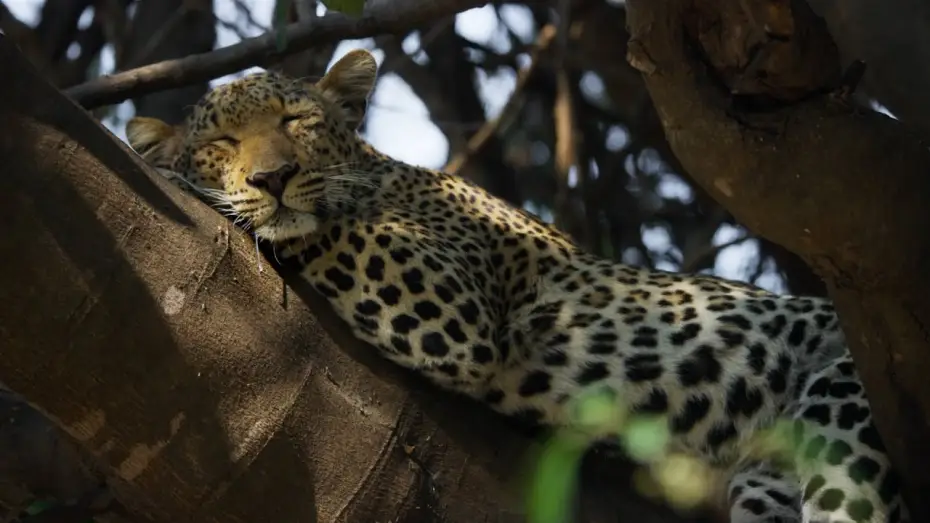 Видео к сериалу Планета Земля III — 5 Ways Big Cats Are Just Like Small Cats | Planet Earth III