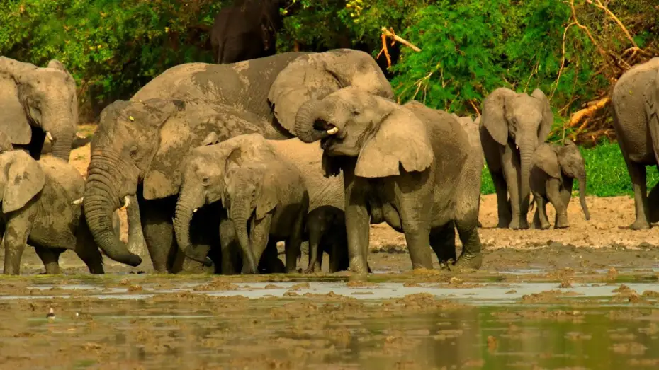 Видео к сериалу Планета Земля III — Elephants Saved from Poaching Learn to Trust Again | Planet Earth III Behind The Scenes