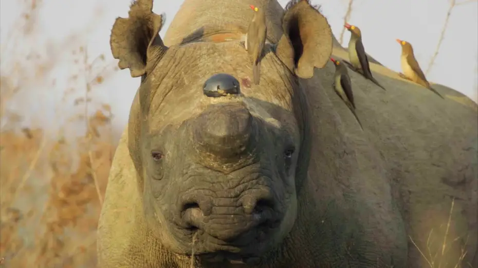 Видео к сериалу Планета Земля III — Why Removing a Rhino’s Horn Might Just Save it | Planet Earth III Behind The Scenes