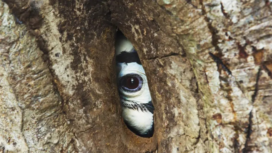 Видео к сериалу Планета Земля III — Devoted Hornbill Delivers Food To Mate | Planet Earth III