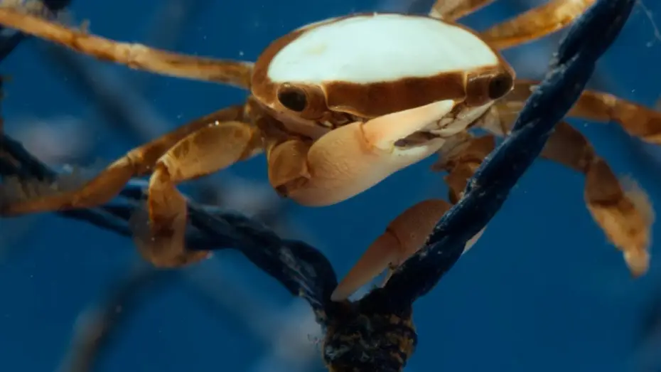 Видео к сериалу Планета Земля III — Hitchhiking Crab Finds Love | Planet Earth III