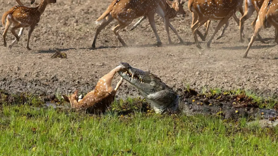 Видео к сериалу Планета Земля III — Crocodile Attack at the Watering Hole | Planet Earth III