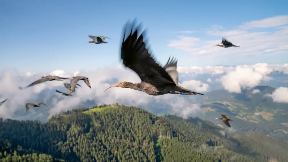 Видео к сериалу Планета Земля III — Endangered Birds Learn To Fly | Planet Earth III
