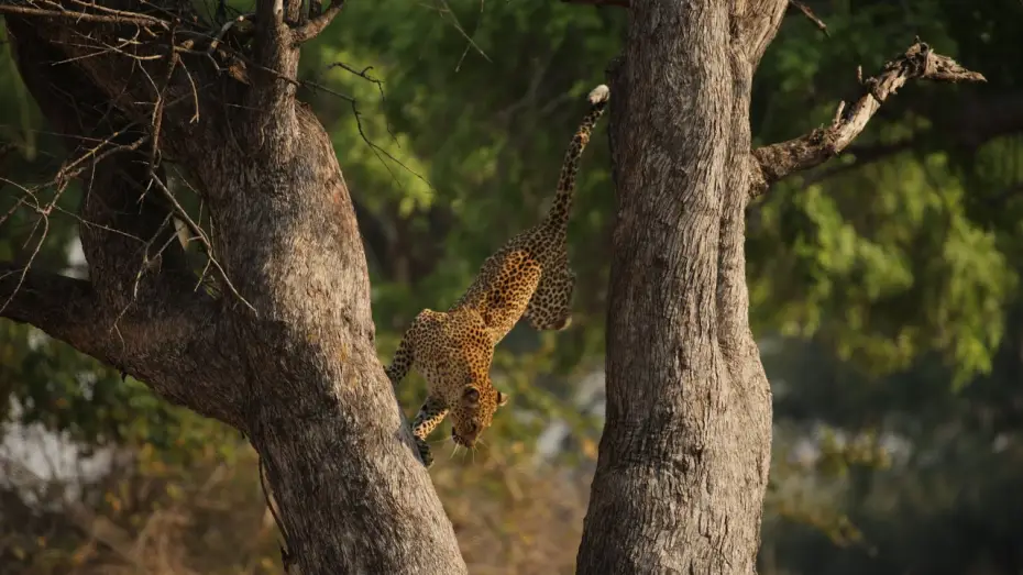 Видео к сериалу Планета Земля III — Leopard Risks Death For Dinner | Planet Earth III