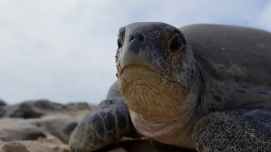 Видео к сериалу Планета Земля III — Why Female Turtles are Taking Over Raine Island | Planet Earth III Behind The Scenes