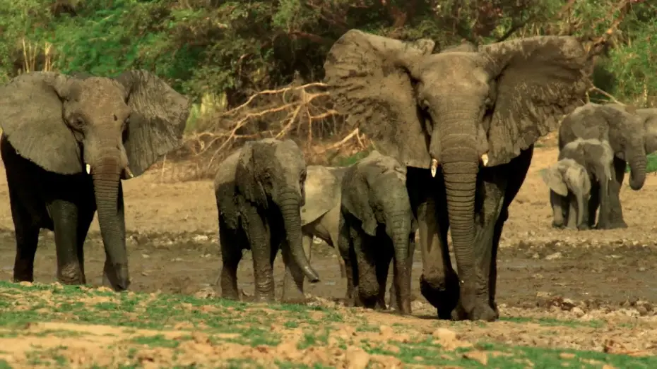Видео к сериалу Планета Земля III — Why Wildlife Filmmaking Is So Important | Planet Earth III Behind The Scenes