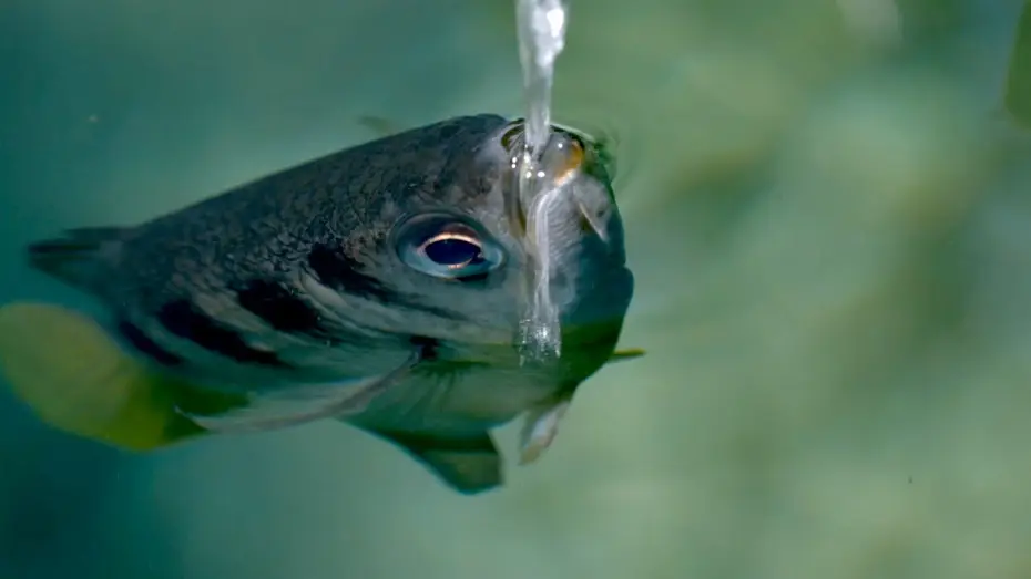 Видео к сериалу Планета Земля III — The Fish with Incredible Shooting Aim | Planet Earth III Behind the Scenes