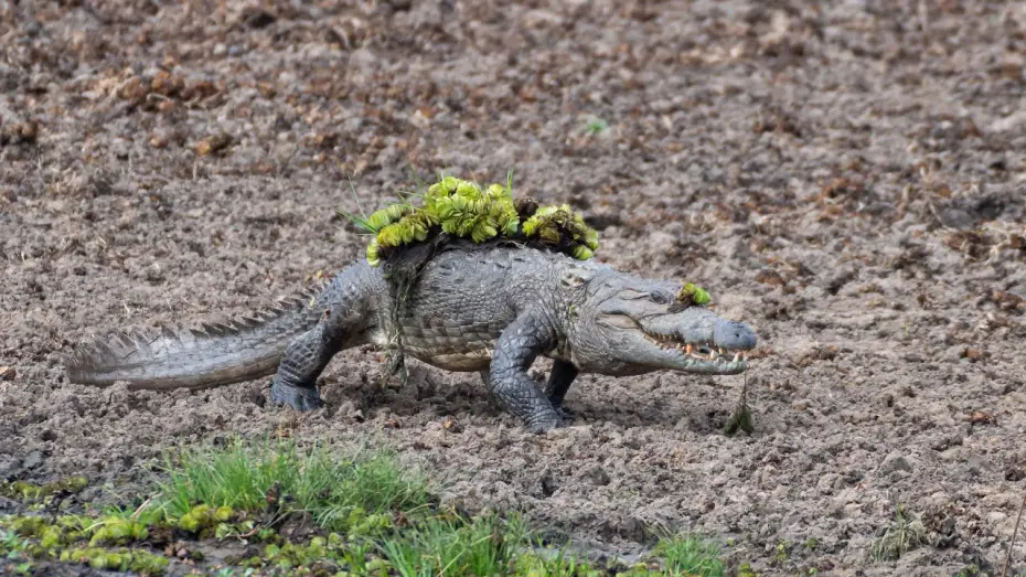 Видео к сериалу Планета Земля III — Mugger Crocodile Ambushes Deer at Watering Hole | Planet Earth III
