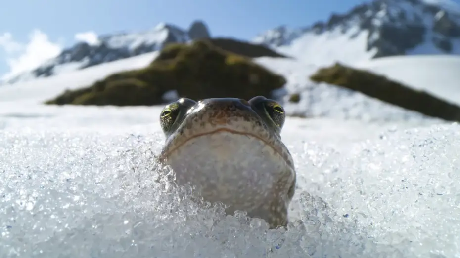 Видео к сериалу Планета Земля III — Frogs Race For Love | Planet Earth III
