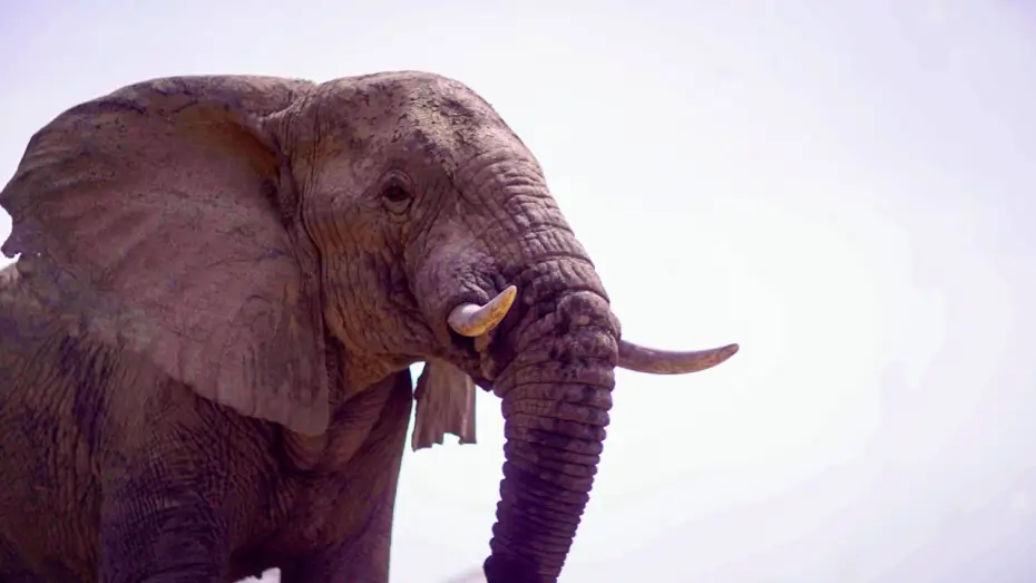 Видео к сериалу Планета Земля III — Elephants Thrive After Poaching Ban in Zakouma | Planet Earth III Behind The Scenes