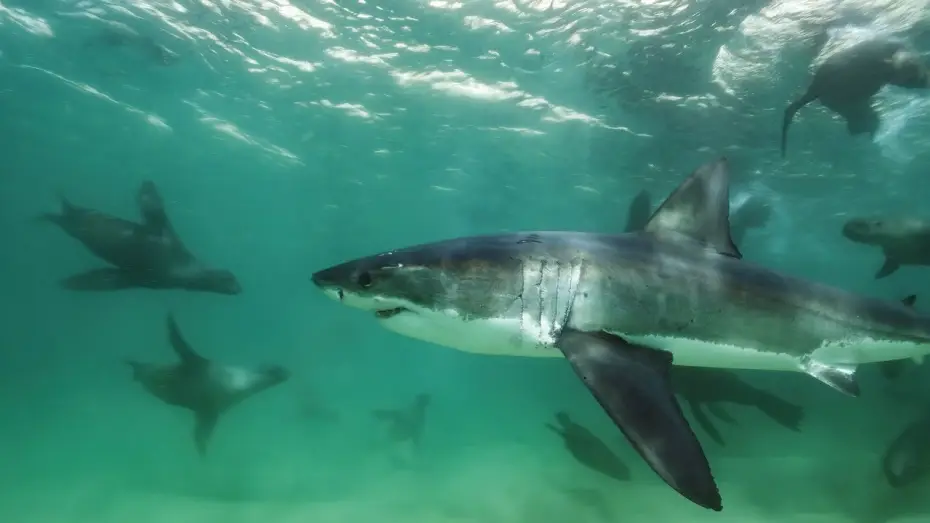 Видео к сериалу Планета Земля III — Great White Shark Mobbed by Gang Of Seals | Planet Earth III