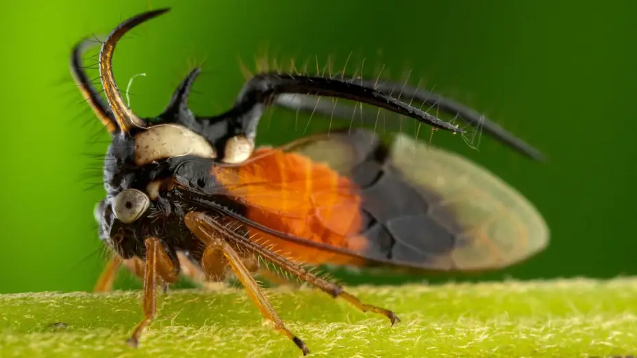 Видео к сериалу Планета Земля III — The Insects Who Vibrate To Communicate | Planet Earth III
