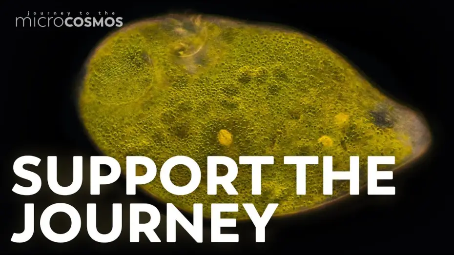 Видео к сериалу Journey to the Microcosmos — You Can Support The Microcosmos!