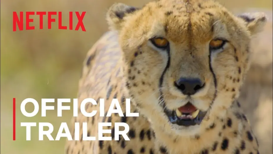 Видео к сериалу Удивительные животные — Animal | Official Trailer | Netflix