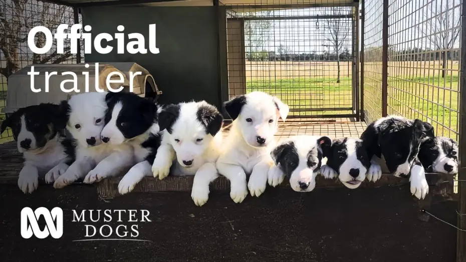 Видео к сериалу Muster Dogs — Muster Dogs Season 2 Official Trailer | ABC Australia