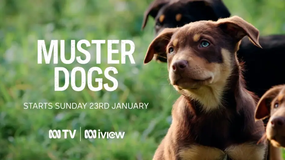 Видео к сериалу Muster Dogs — Muster Dogs | ABC TV