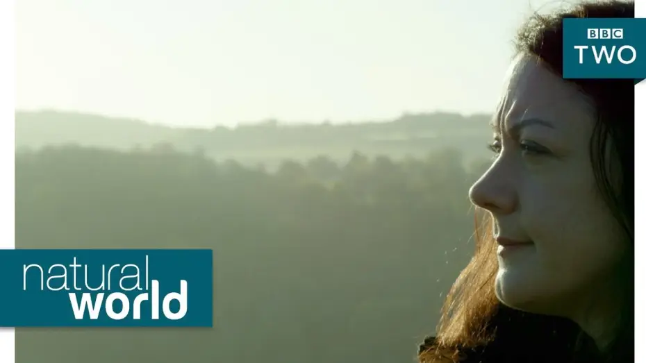 Видео к сериалу Живой мир — Wild goshawks - Natural World: Preview - BBC Two
