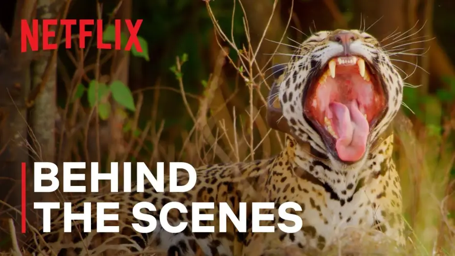 Видео к сериалу Наш живой мир — Jaguar Rewilding [Subtitled]