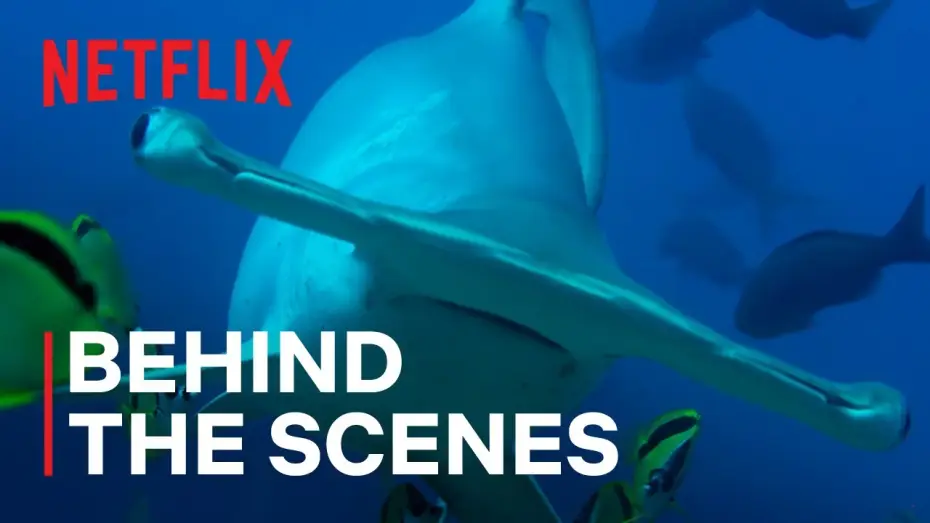 Видео к сериалу Наш живой мир — Hammerhead Sharks