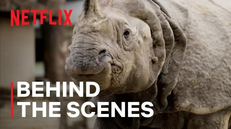 Видео к сериалу Наш живой мир — Rhinos in the City