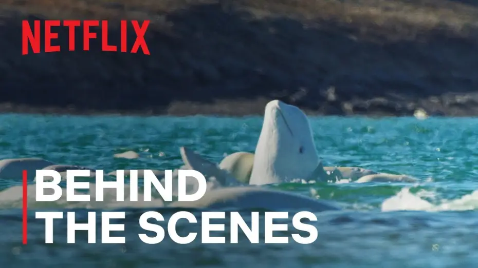 Видео к сериалу Наши океаны — Underwater World of Beluga Whales