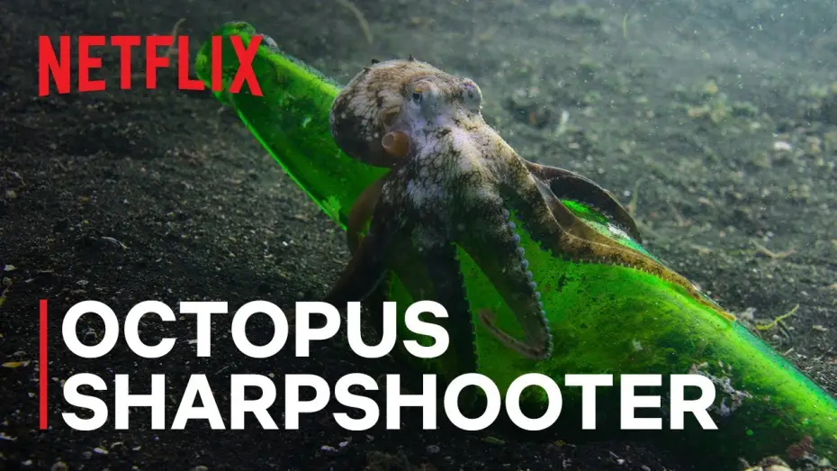 Видео к сериалу Наши океаны — Octopus Sharpshooter