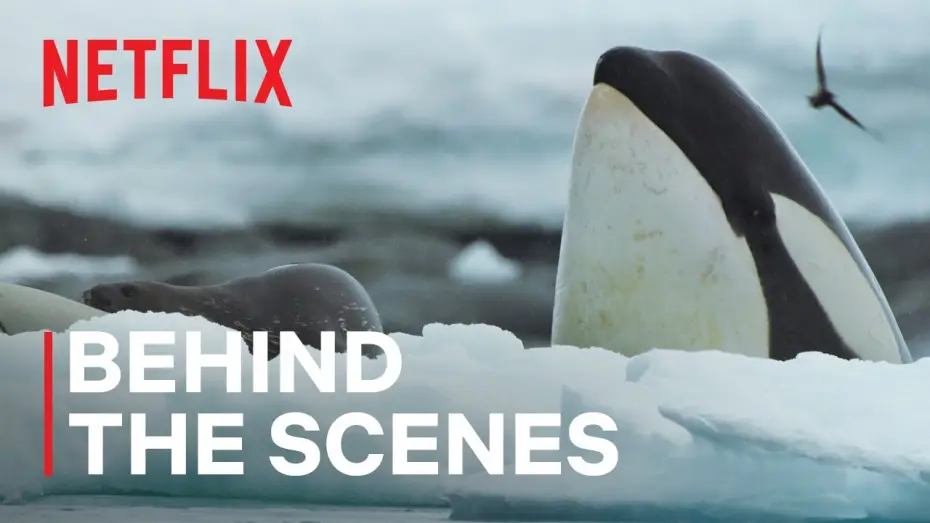 Видео к сериалу Наши океаны — Killer Whale Showdown