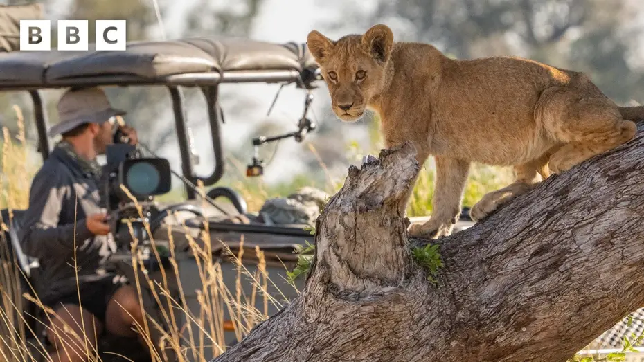 Видео к сериалу Большие кошки днём и ночью — 1-й сезон — Behind the scenes with the Big Cats 24/7 film crew