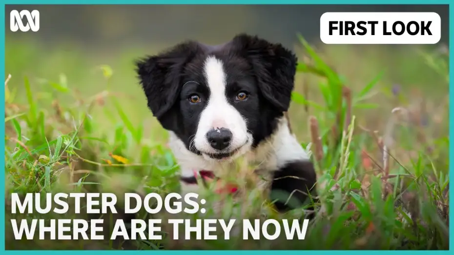 Видео к сериалу Пастушьи собаки: где они сейчас — Muster Dogs: Where Are They Now | ABC TV