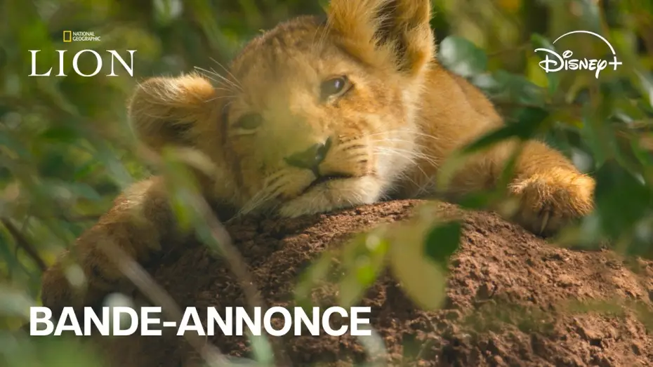 Видео к сериалу Лев — Lion - Bande-annonce officielle (VF) l Disney+