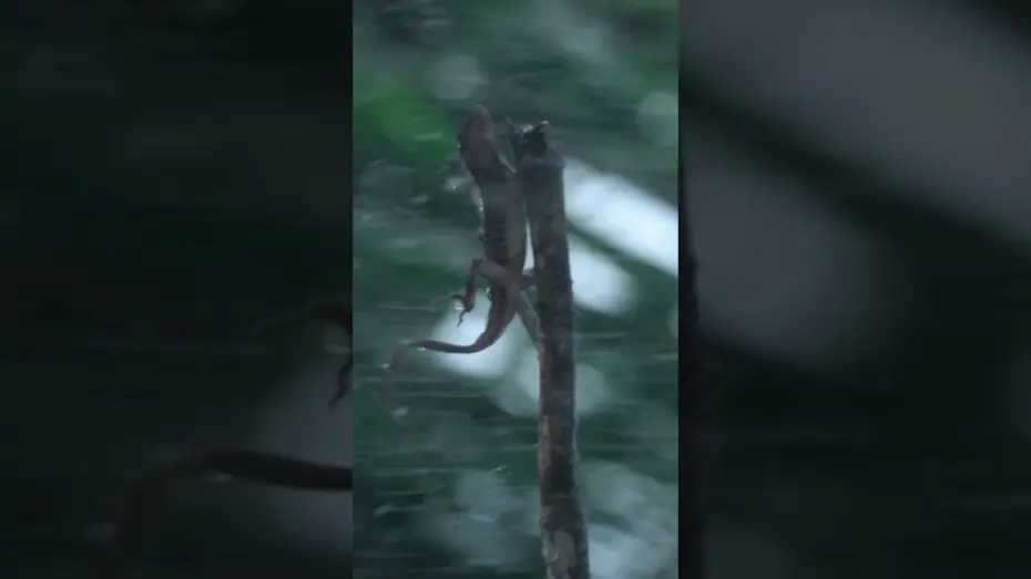 Видео к сериалу Сила природы — Tiny Lizards Battle Nature's Fierce Winds | Force of Nature