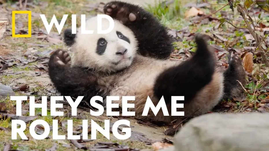 Видео к сериалу Panda School — Mastering the Art of the Roly-Poly | Panda School | National Geographic WILD UK