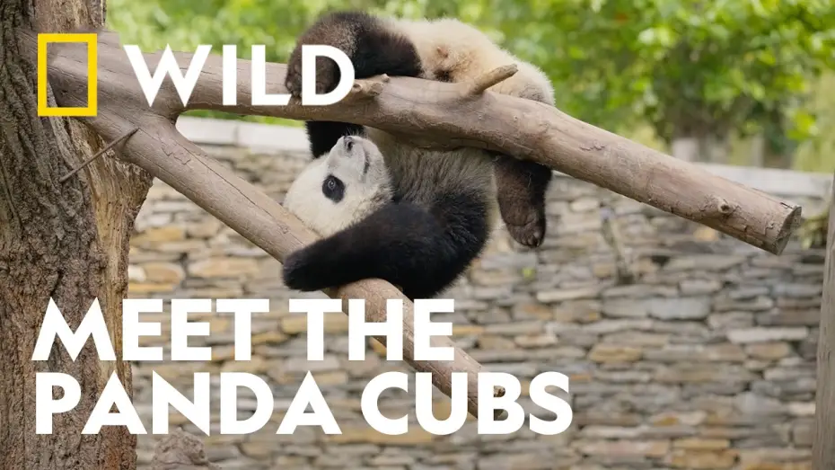 Видео к сериалу Panda School — Meet The World's Cutest Students | Panda School | National Geographic WILD UK