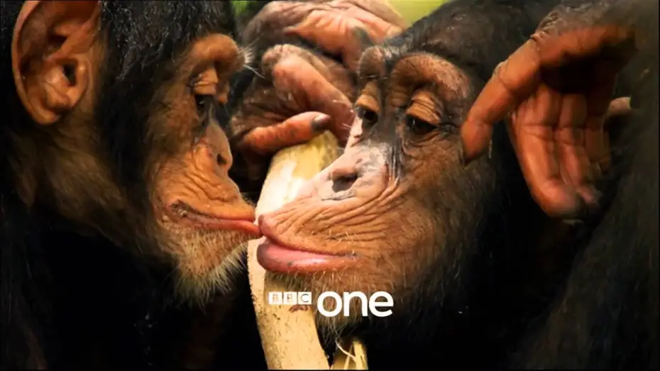 Видео к сериалу История Жизни — Life Story with David Attenborough: Trailer - BBC One