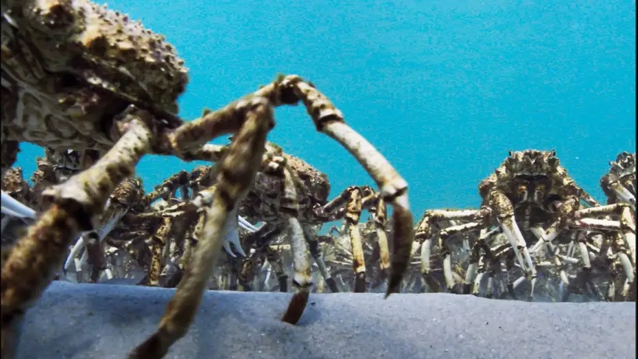 Видео к сериалу Планета Земля 2 — Army Of Spider Crabs Shed Their Shells | Blue Planet II