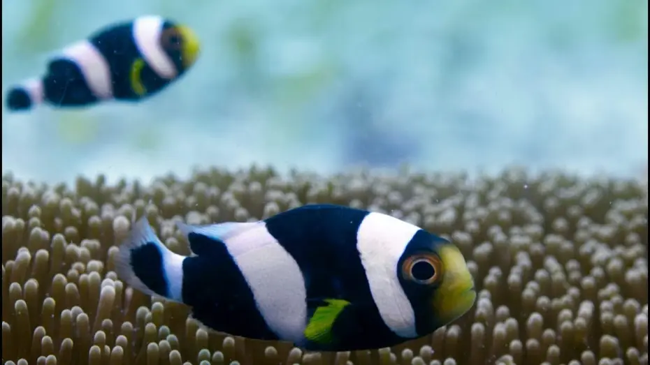 Видео к сериалу Планета Земля 2 — Incredible Teamwork From Little Clownfish | Blue Planet II