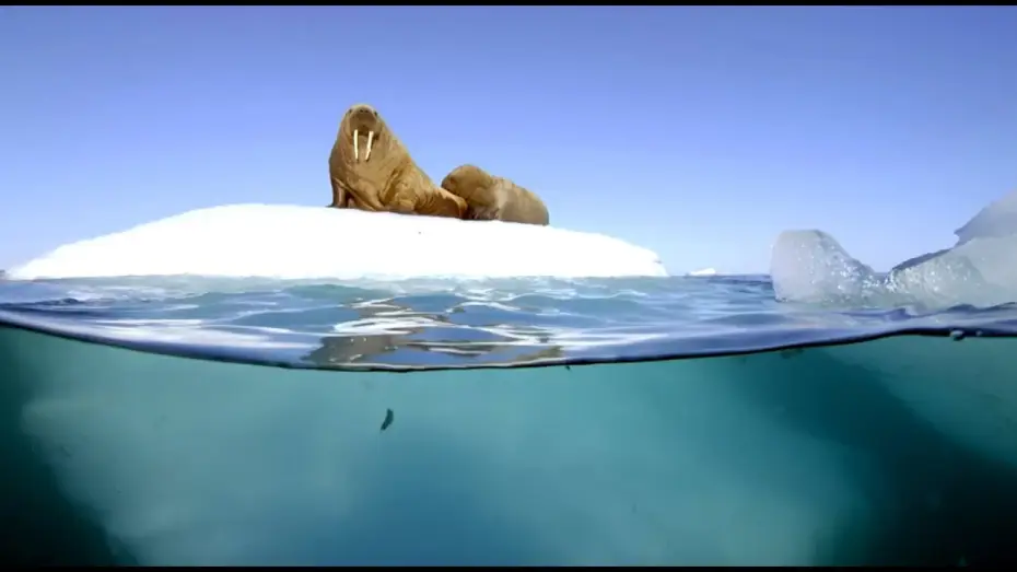 Видео к сериалу Планета Земля 2 — Filming Walrus With The Megadome | Blue Planet II | Behind The Scenes