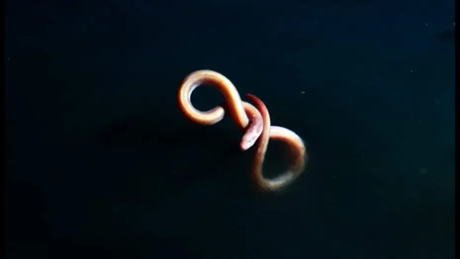 Видео к сериалу Планета Земля 2 — Eel Suffers Toxic Shock From Brine Pool | Blue Planet II